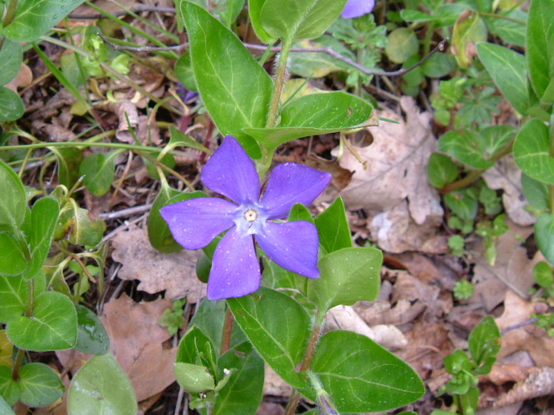 Vinca major /  Pervinca maggiore